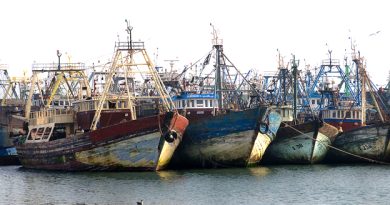 Saison de la pêche au poulpe : Plus de 830 tonnes débarquées au port de Tan-Tan