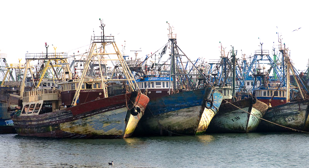 Saison de la pêche au poulpe : Plus de 830 tonnes débarquées au port de Tan-Tan